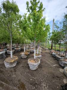 lot 55 image: Autumn Blaze B&B Tree - 2.5 caliper