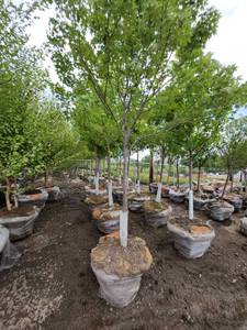 lot 56 image: Autumn Blaze B&B Tree - 2.5 caliper