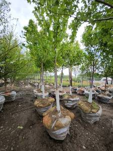 lot 57 image: Autumn Blaze B&B Tree - 2.5 caliper