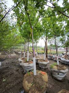 lot 58 image: Autumn Blaze B&B Tree - 2.5 caliper