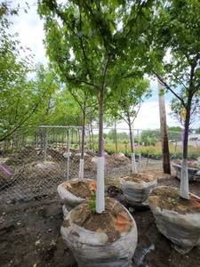 lot 59 image: Autumn Blaze B&B Tree - 2.5 caliper