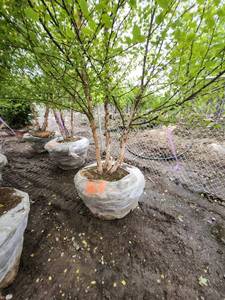 lot 61 image: River Birch 14 B&B
