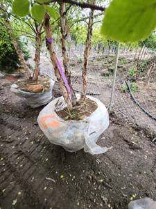 lot 67 image: River Birch 14 B&B