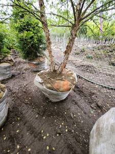 lot 68 image: River Birch 14 B&B