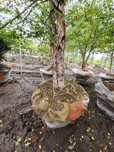 lot 69 image: River Birch 14 B&B