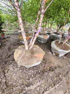 lot 70 image: River Birch 14 B&B