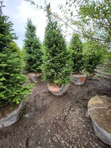 lot 72 image: Balsam Fir - 8 B&B
