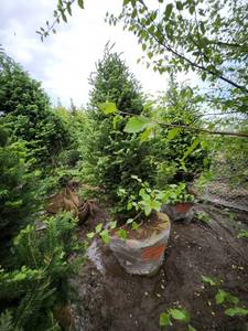 lot 73 image: Balsam Fir - 8 B&B