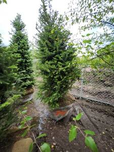 lot 74 image: Balsam Fir - 8 B&B