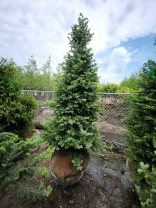 lot 75 image: Balsam Fir - 8 B&B