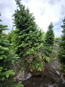 lot 76 image: Balsam Fir - 8 B&B