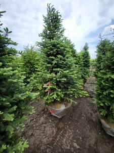 lot 77 image: Balsam Fir - 8 B&B
