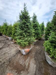 lot 78 image: Balsam Fir - 8 B&B