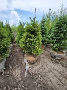 lot 79 image: Norway Spruce B&B