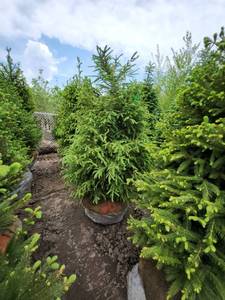 lot 80 image: Norway Spruce B&B