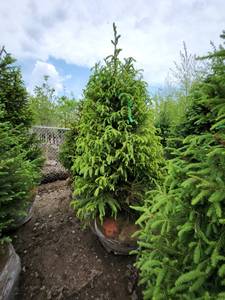 lot 81 image: Norway Spruce B&B