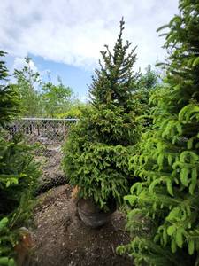 lot 82 image: Norway Spruce B&B