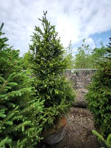 lot 83 image: Norway Spruce B&B