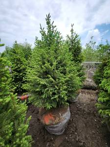 lot 84 image: Norway Spruce B&B