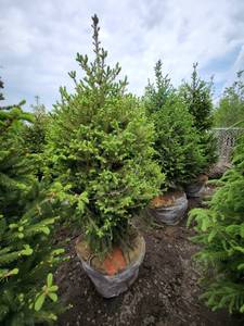 lot 85 image: Norway Spruce B&B