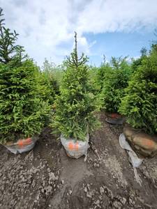 lot 86 image: Norway Spruce B&B