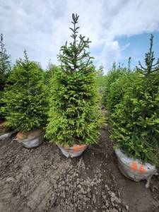 lot 87 image: Norway Spruce B&B