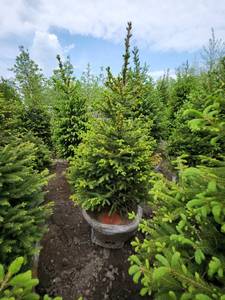 lot 88 image: Norway Spruce B&B