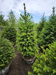 lot 89 image: Norway Spruce B&B