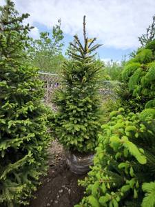 lot 90 image: Norway Spruce B&B
