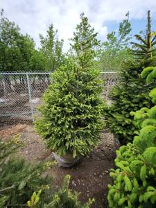 lot 91 image: Norway Spruce B&B