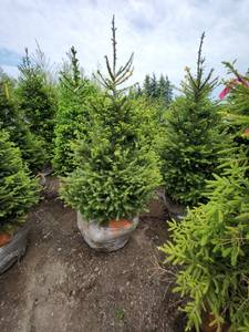 lot 92 image: Norway Spruce B&B
