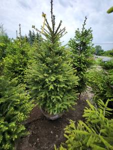 lot 93 image: Norway Spruce B&B