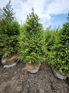 lot 94 image: Norway Spruce B&B
