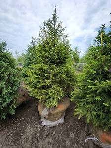lot 95 image: Norway Spruce B&B