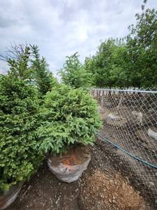 lot 97 image: Black Hills Spruce - 8