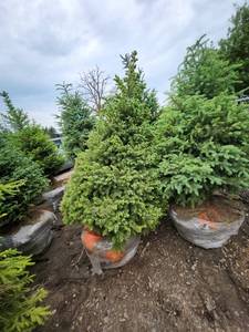 lot 98 image: Black Hills Spruce - 8