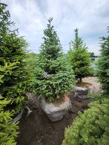 lot 99 image: Black Hills Spruce - 8
