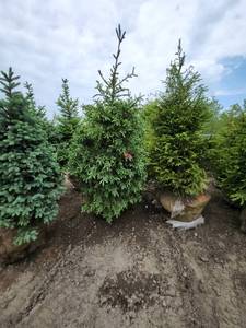 lot 100 image: Black Hills Spruce - 8