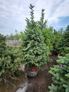 lot 101 image: Black Hills Spruce - 8