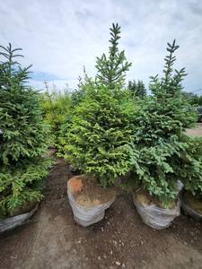 lot 102 image: Black Hills Spruce - 8