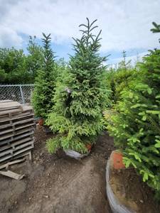 lot 103 image: Black Hills Spruce - 8