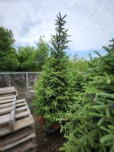 lot 104 image: Black Hills Spruce - 8