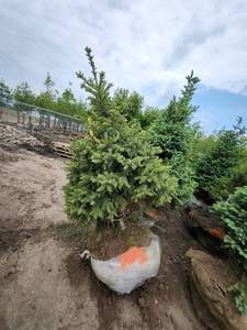 lot 105 image: Black Hills Spruce - 6