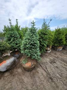 lot 106 image: Black Hills Spruce - 6