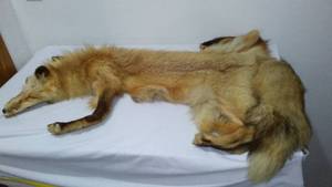 lot 25 image: Full Fox Pelt