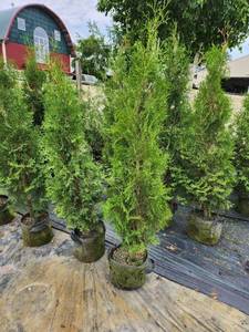 Pyramidal Arborvitae - 5'