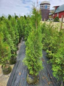 Pyramidal Arborvitae - 5'