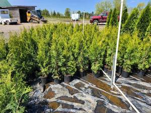 lot 44 image: Emerald Green Arborvitae 2-3