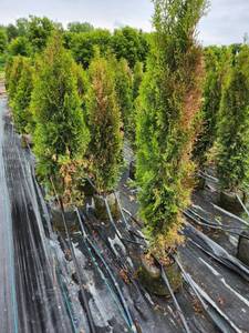 lot 187 image: 5 Emerald Green Arborvitae - WIND BURN - Group of 5 trees