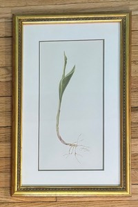 lot 221 image: Lily of the Valley Print by Gladys Folkers